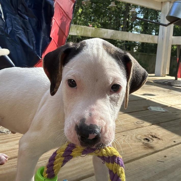 Slushie, Adoptable, Puppy Male Hound & Mixed Breed.