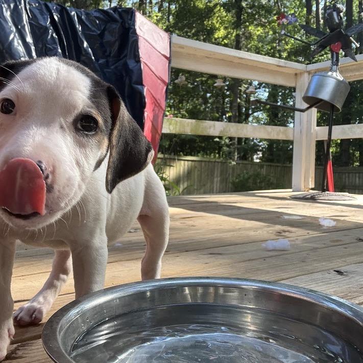 Enlarge Slushie, a Adoptable mixed breed in North Charleston, SC image 2/4