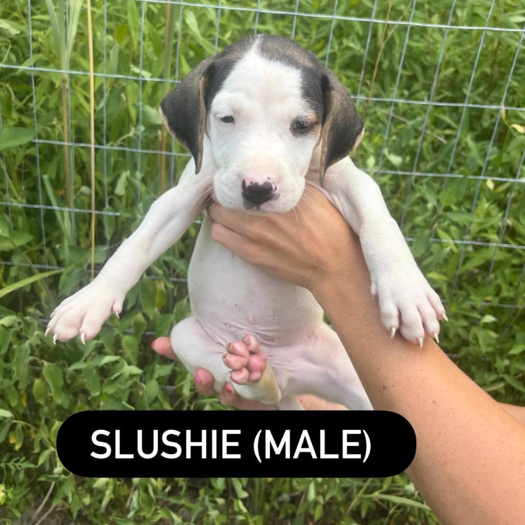 Slushie, Adoptable, Puppy Male Hound & Mixed Breed.