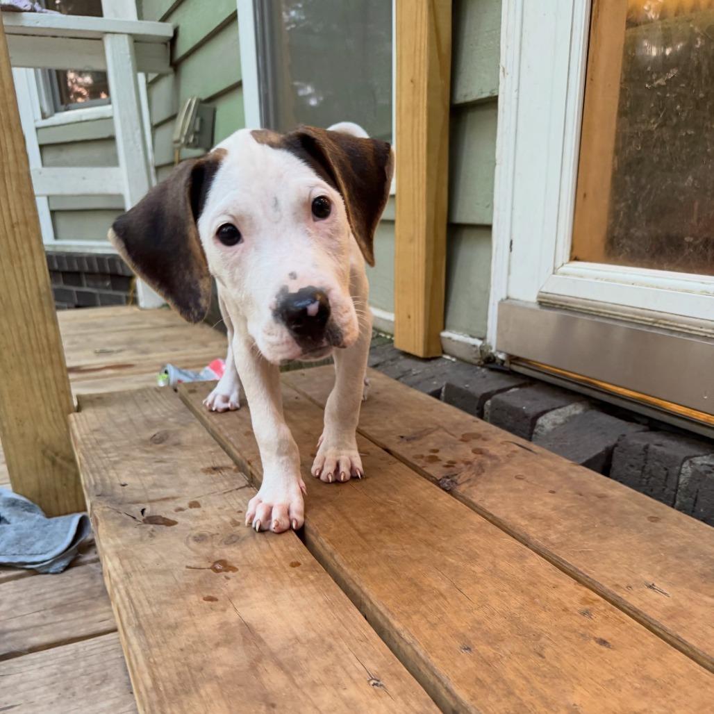 Slushie, a Adoptable mixed breed in North Charleston, SC image 5/6