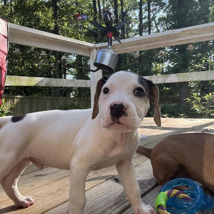 Enlarge Slushie, a Adoptable mixed breed in North Charleston, SC image 4/4