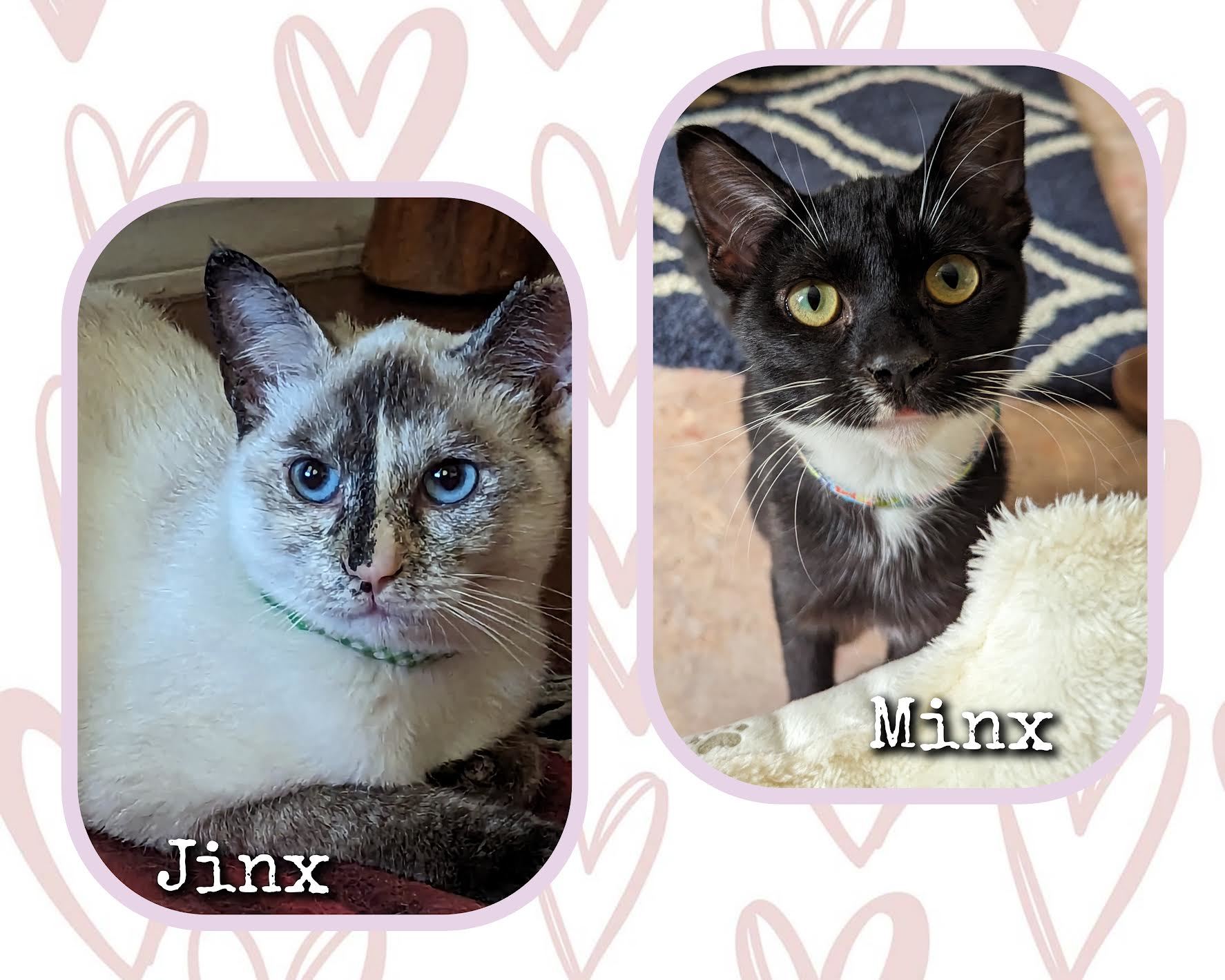 Enlarge Jinx & Minx, a Adopted mixed breed in Nipomo, CA image 1/1