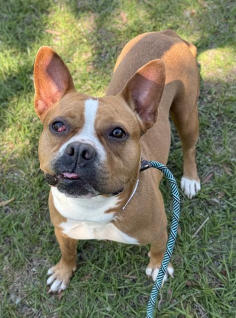 JACKIE, Adoptable, Adult Female Staffordshire Bull Terrier.