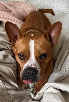 Enlarge JACKIE, a Adoptable Staffordshire Bull Terrier in Fort Lauderdale, FL image 1/1