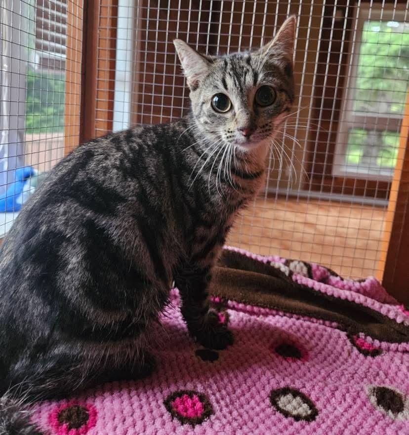 ROXY, an adoptable Domestic Short Hair in St Francois Xavier, MB, R4L 1A2 | Photo Image 1