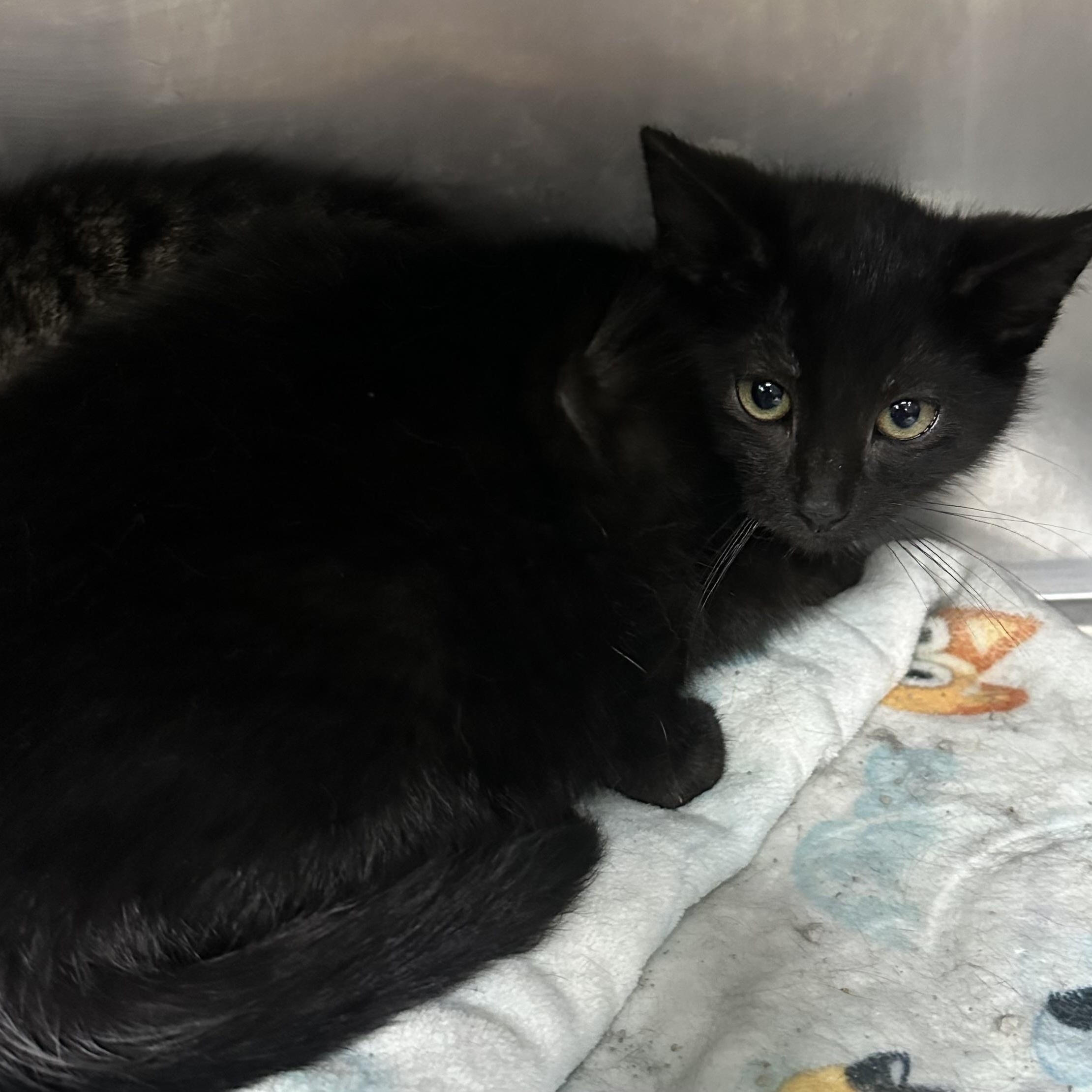 Enlarge Meow Meow Pants on Fire, an adopted Domestic Short Hair in Brookings, SD image 1/1