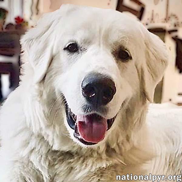 Brutus in CT - Super Smart, Joyful & Goofy!