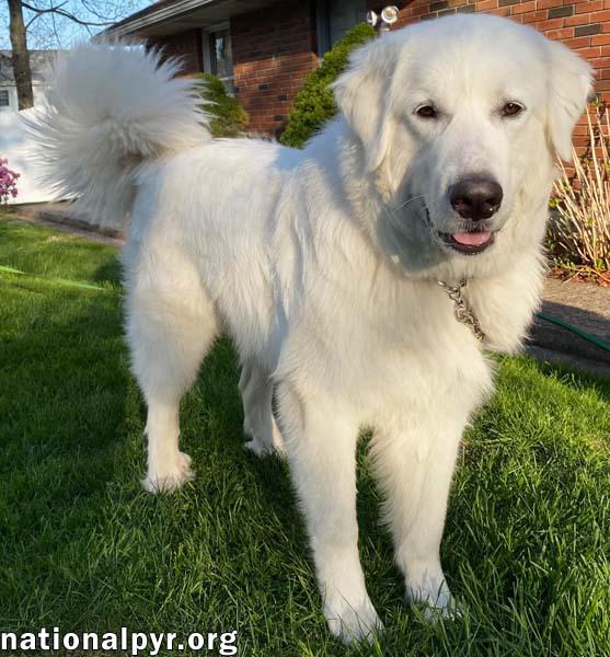 Brutus in CT - Super Smart, Joyful & Goofy!