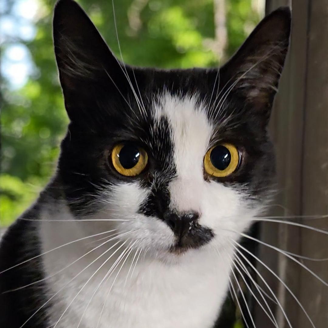 Luna, Adoptable, Adult Female Domestic Short Hair.