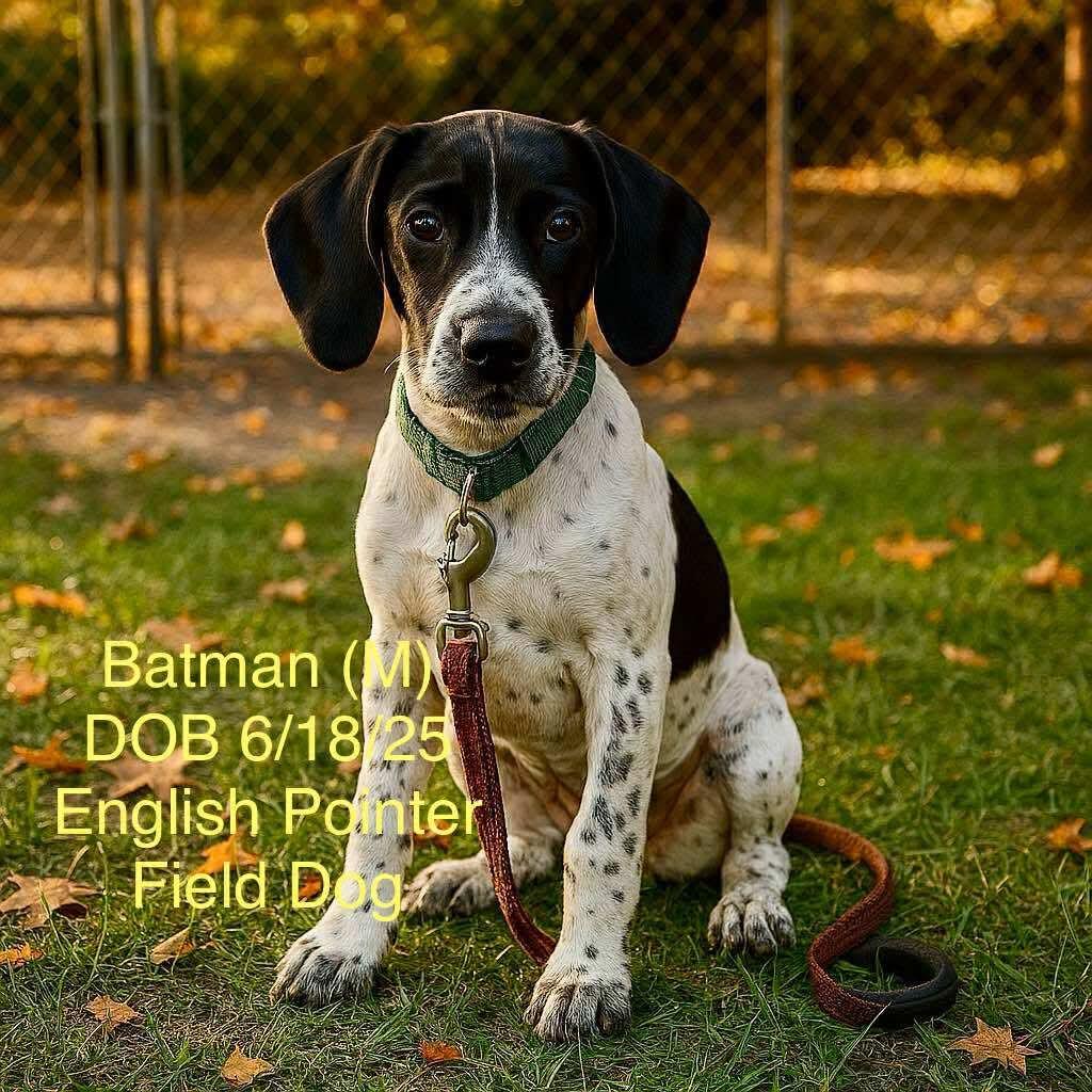 Enlarge BATMAN, a Adoptable mixed breed in Pomfret Center, CT image 1/1