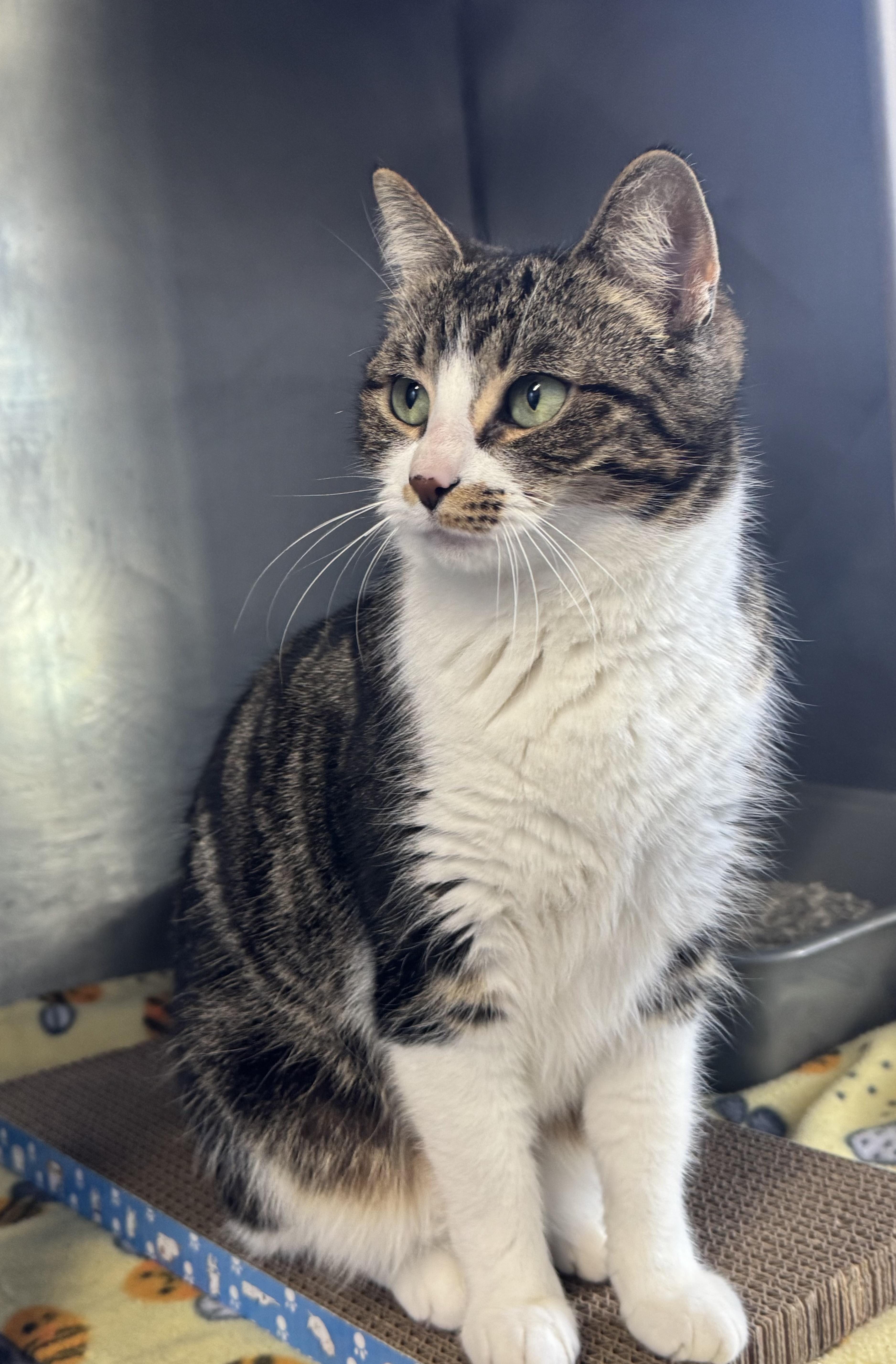 Terra, a ADOPTABLE mixed breed in Marshall, NC image 2/3