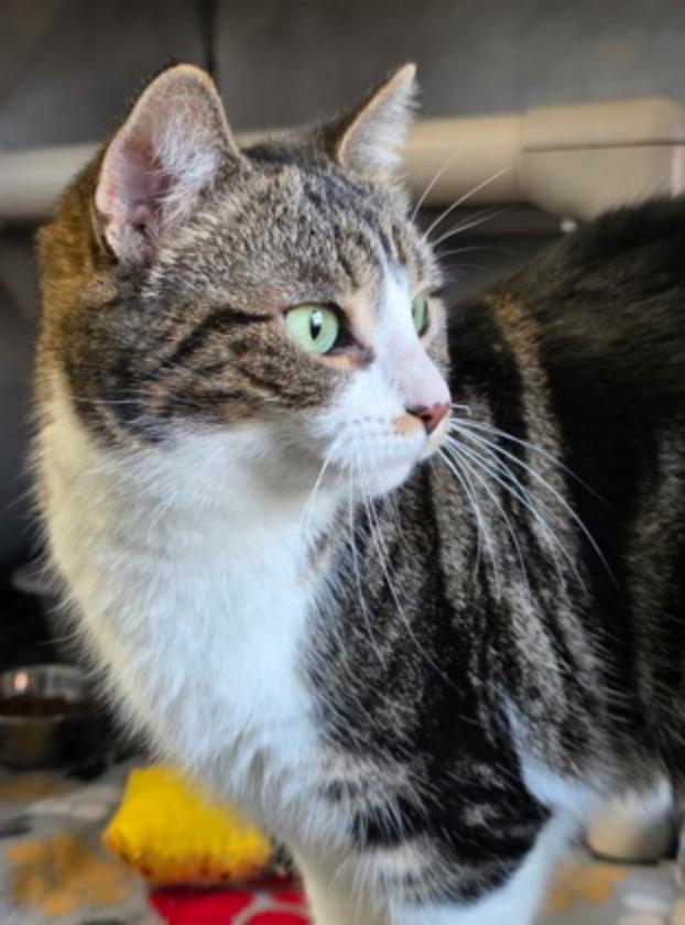 Terra, ADOPTABLE, Adult Female Domestic Short Hair.