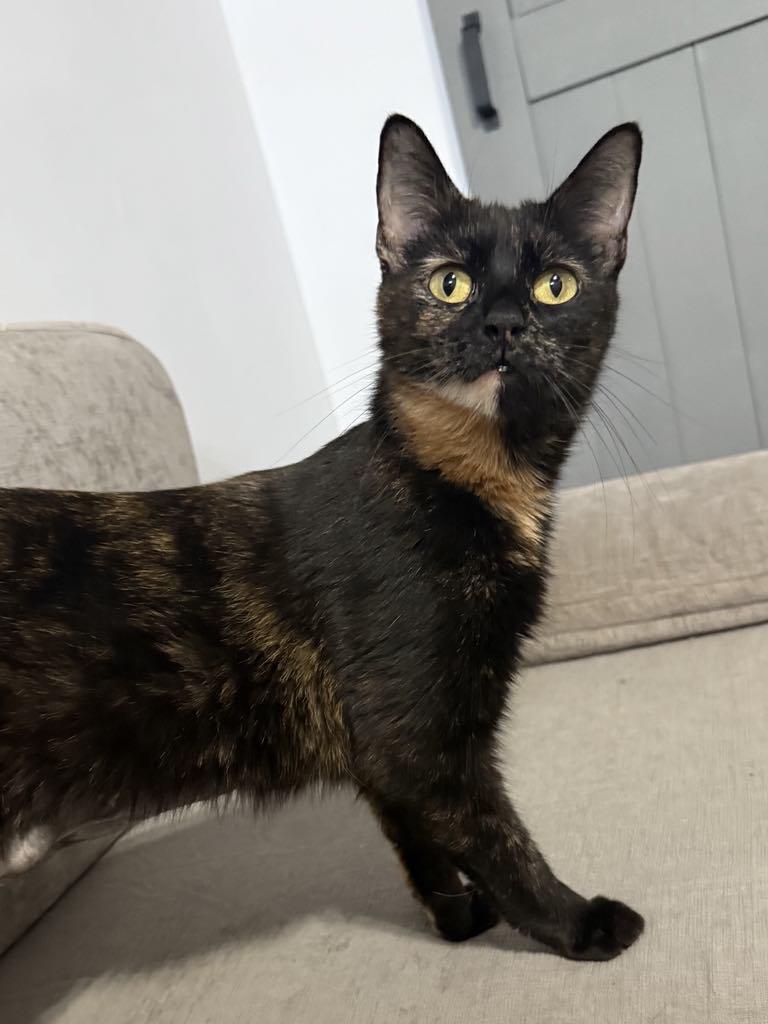 Enlarge Milani, a Adoptable Domestic Short Hair in Fulton, NY image 2/3