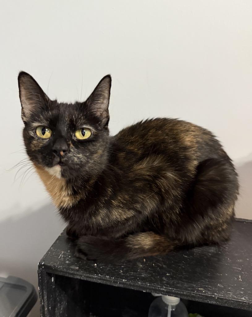 Enlarge Milani, a Adoptable Domestic Short Hair in Fulton, NY image 3/3