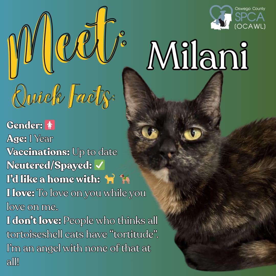 Milani, Adoptable, Adult Female Domestic Short Hair.