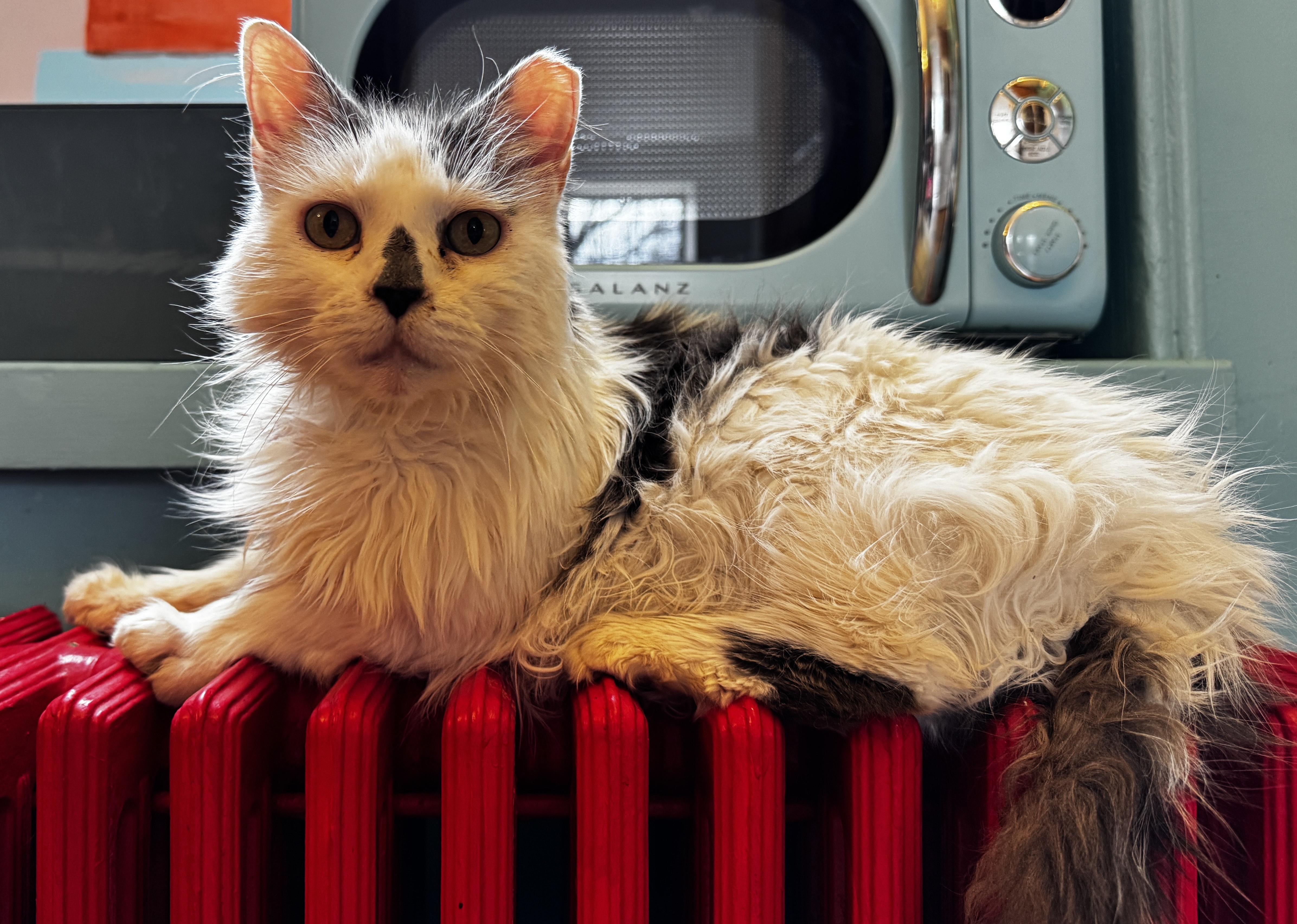 Enlarge Spotty, a ADOPTABLE Domestic Long Hair in Washington Grove, MD image 2/6