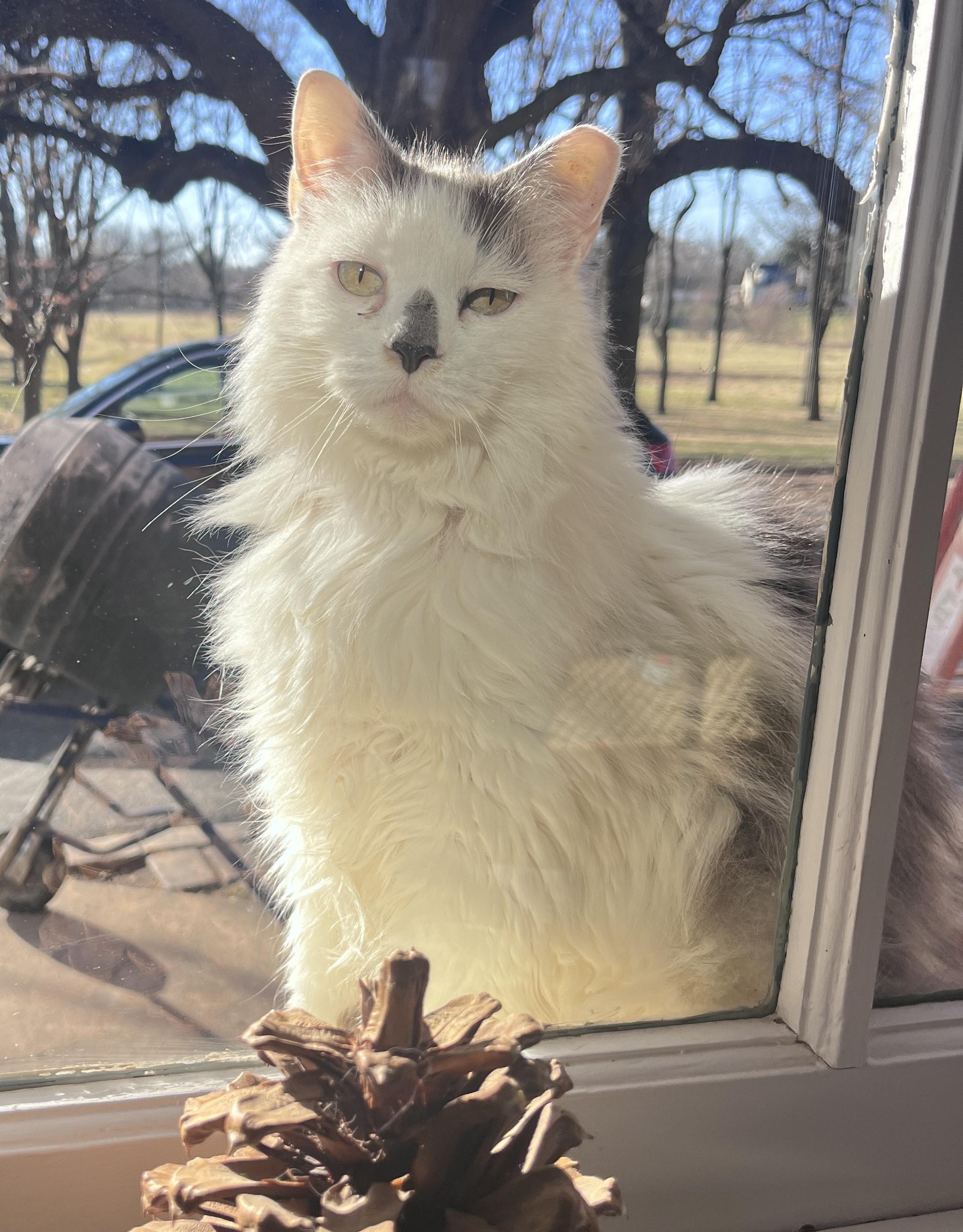 Enlarge Spotty, a ADOPTABLE Domestic Long Hair in Washington Grove, MD image 5/6