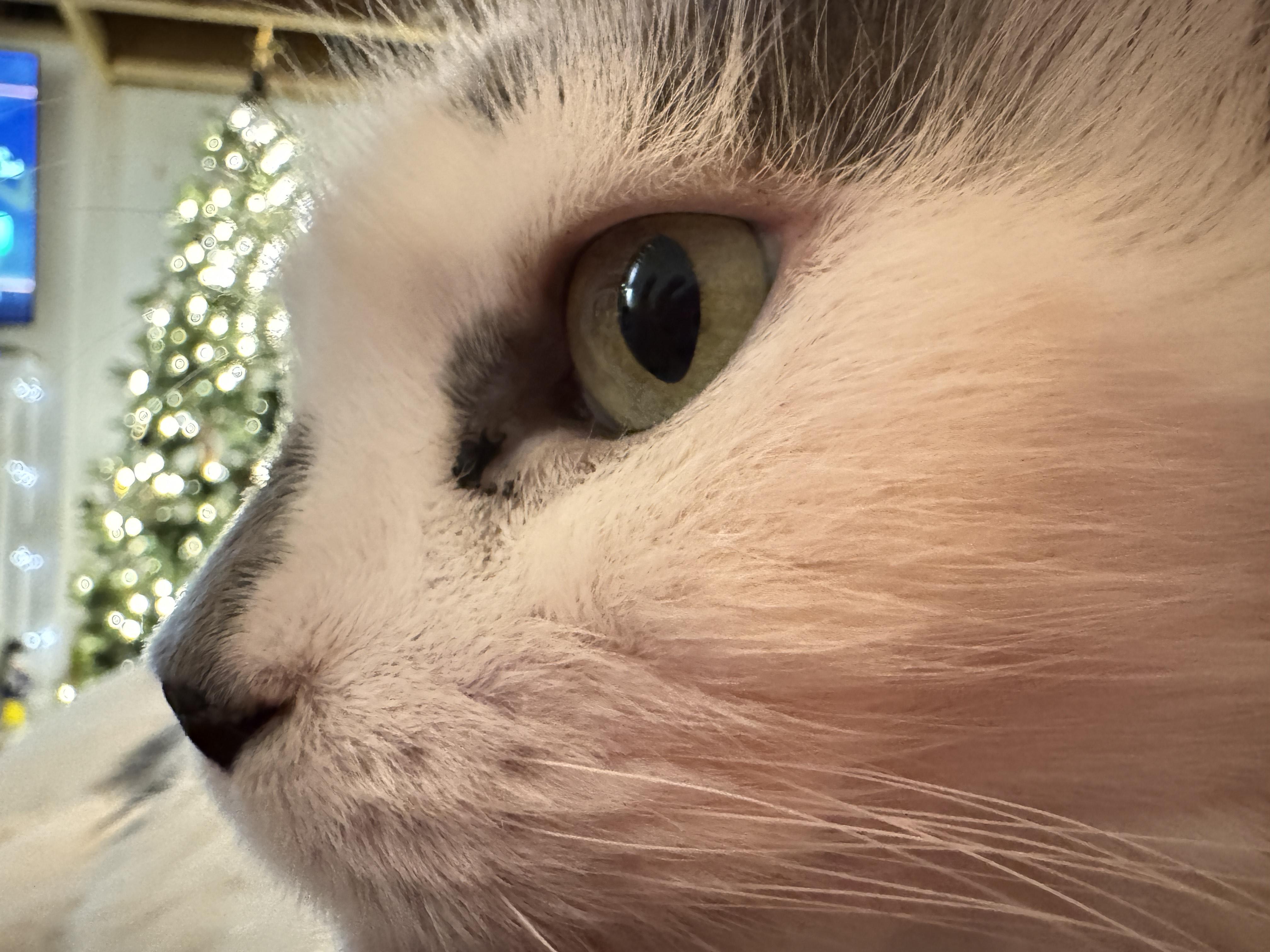 Enlarge Spotty, a ADOPTABLE Domestic Long Hair in Washington Grove, MD image 6/6