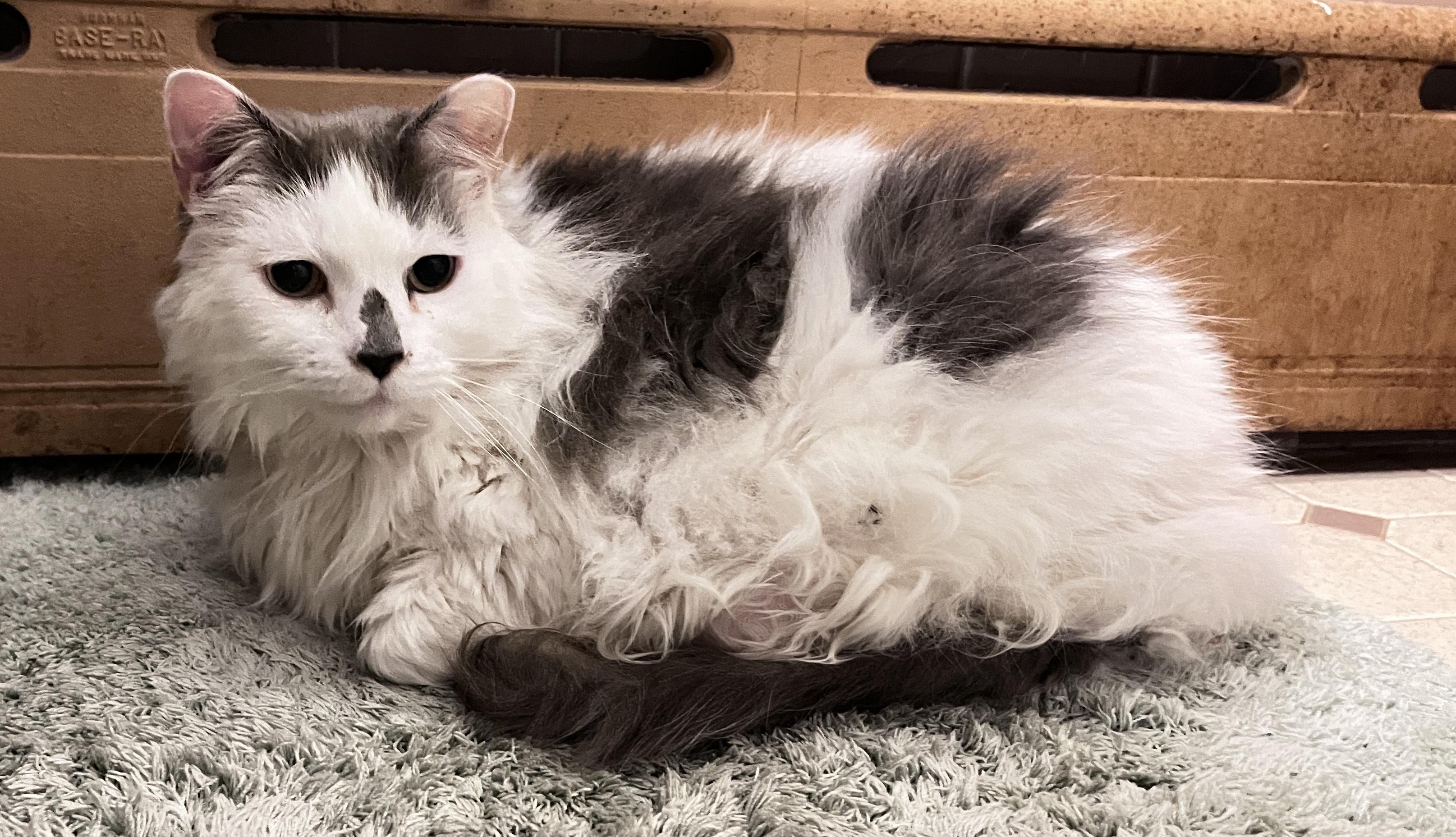 Enlarge Spotty, a ADOPTABLE Domestic Long Hair in Washington Grove, MD image 4/6