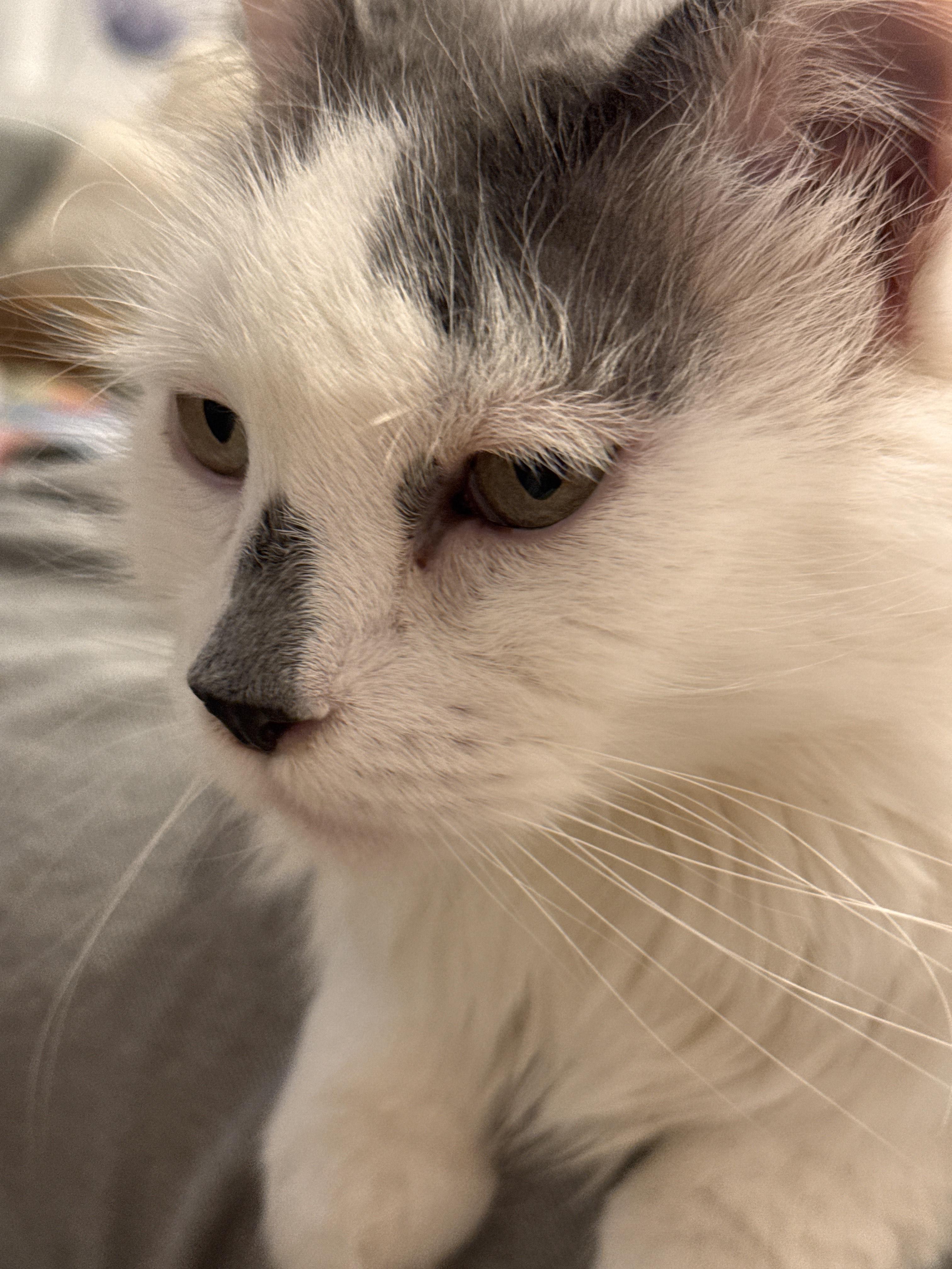 Spotty, ADOPTABLE, Adult Female Domestic Long Hair.
