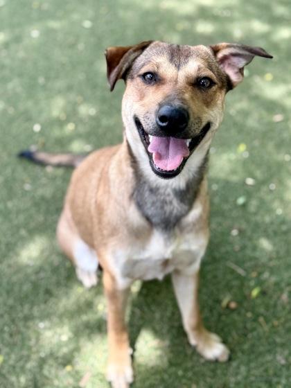 Juniper, Adoptable, Young Female Black Mouth Cur & Dachshund.