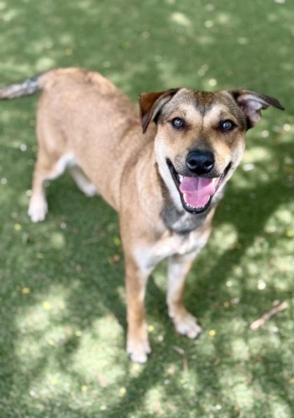 Enlarge Juniper, a Adoptable mixed breed in Picayune, MS image 2/3