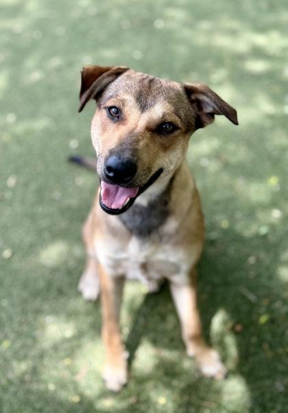 Enlarge Juniper, a Adoptable mixed breed in Picayune, MS image 3/3