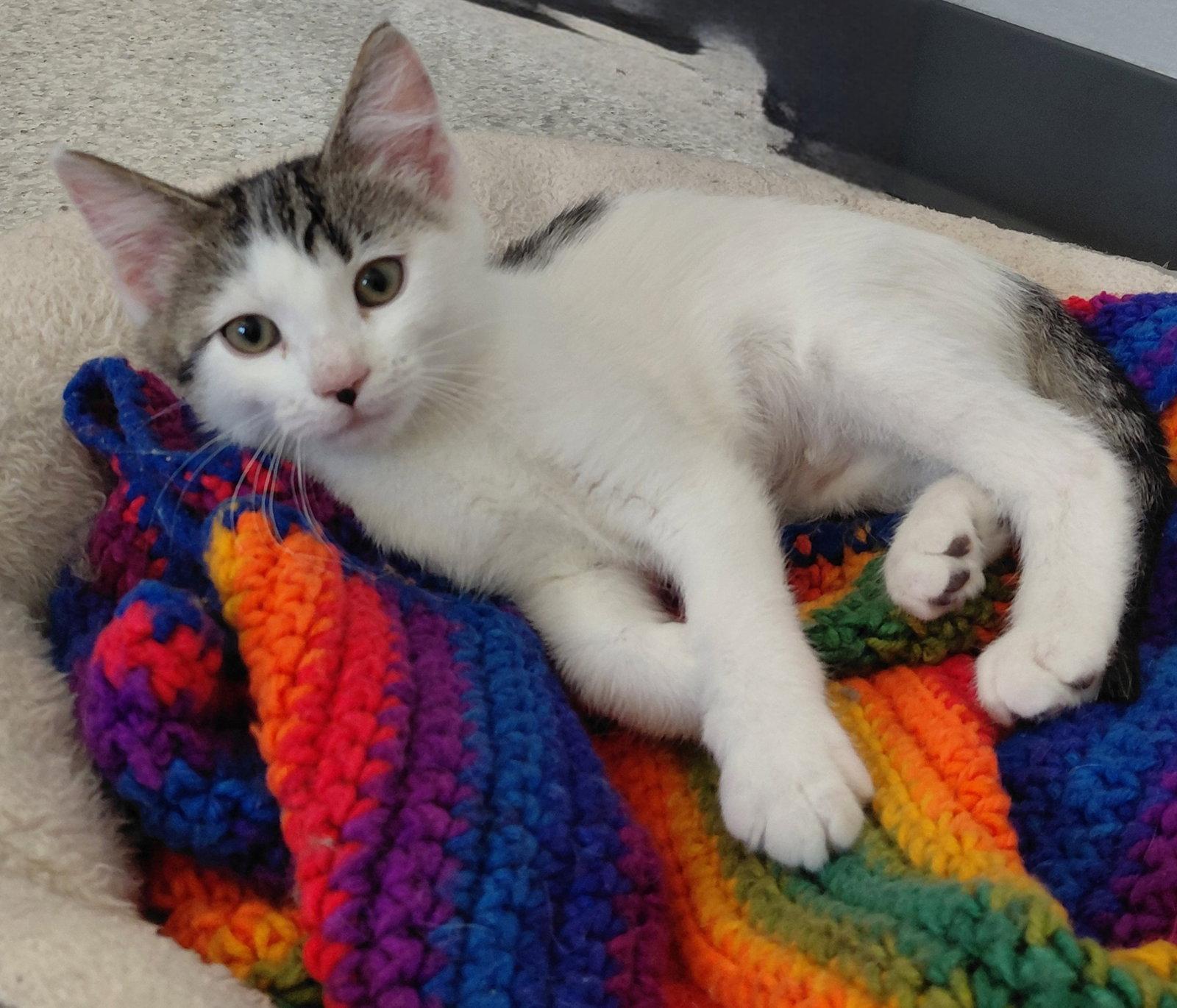 Laurel @ The Cat's Brew, Adoptable, Kitten Female Domestic Short Hair.