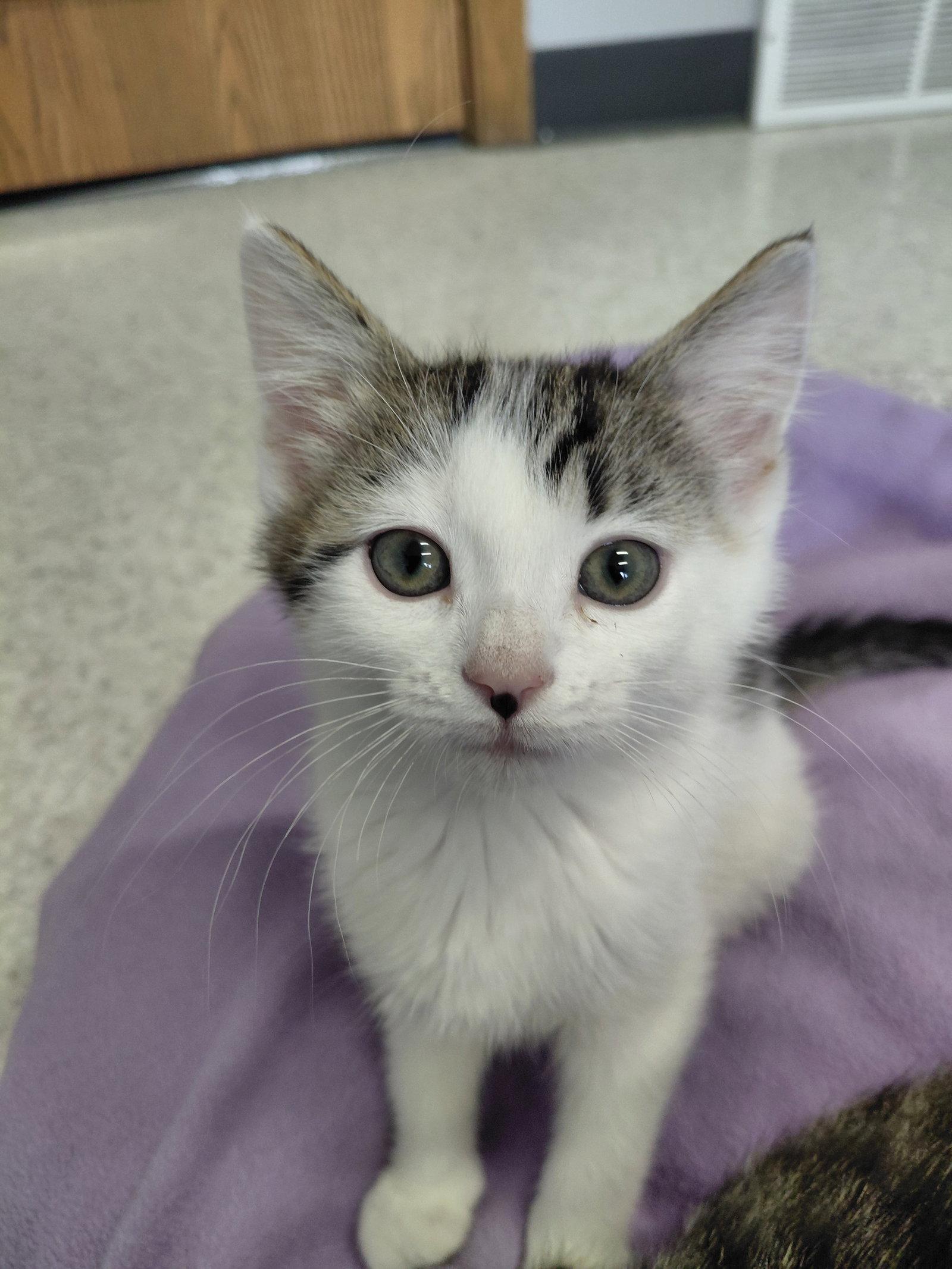 Laurel, Adoptable, Kitten Female Domestic Short Hair.
