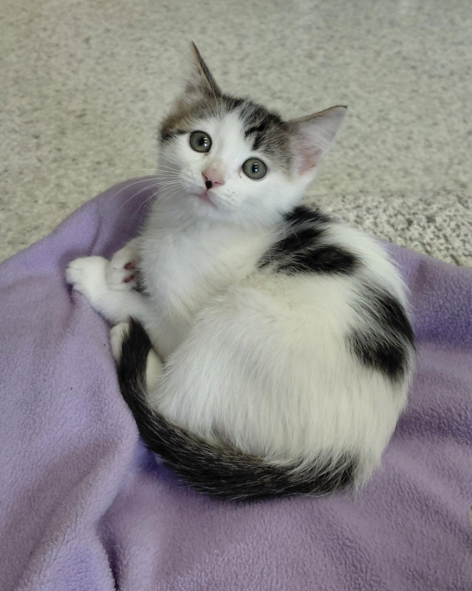 Enlarge Laurel, a Adoptable Domestic Short Hair in Montello, WI image 2/3