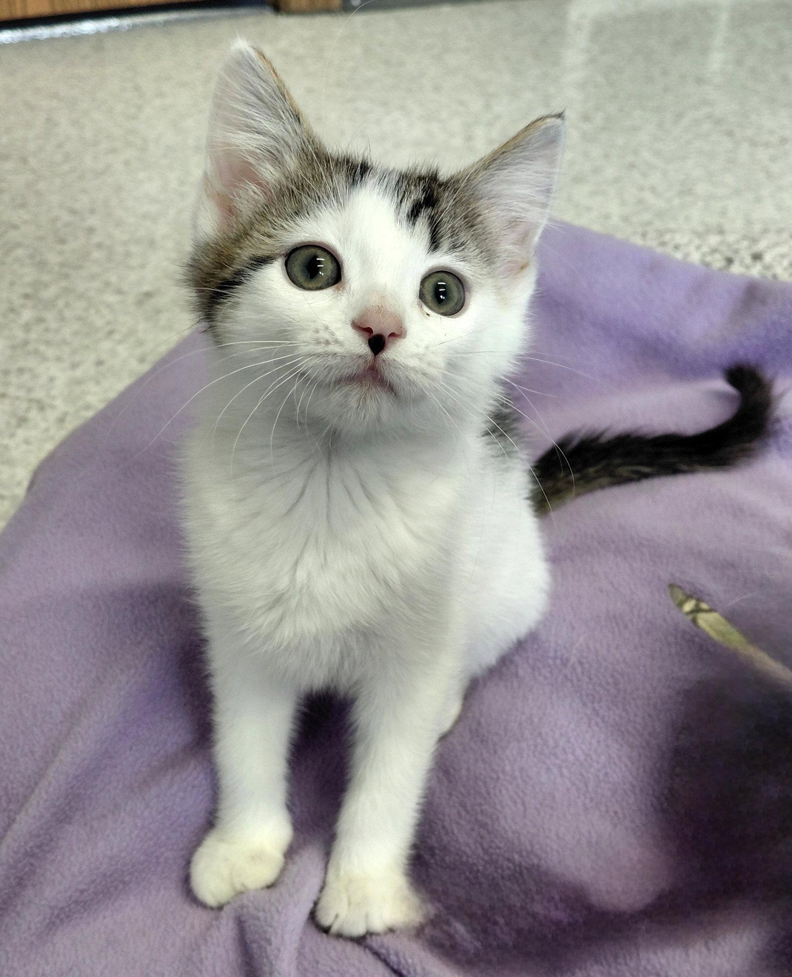 Enlarge Laurel, a Adoptable Domestic Short Hair in Montello, WI image 3/3
