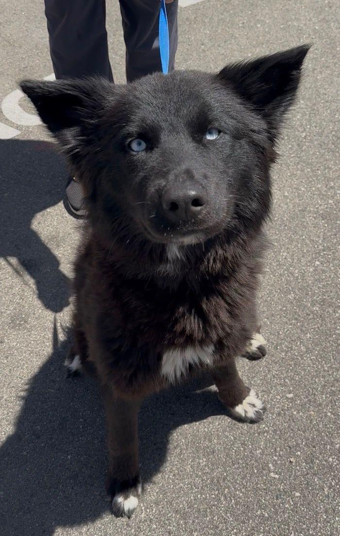 Enlarge Khepri, a ADOPTABLE Border Collie in Los Angeles, CA image 6/6