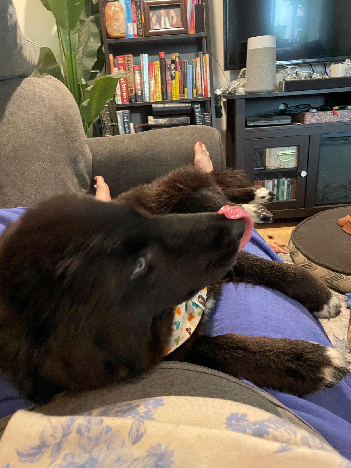 Enlarge Khepri, a ADOPTABLE Border Collie in Los Angeles, CA image 4/6