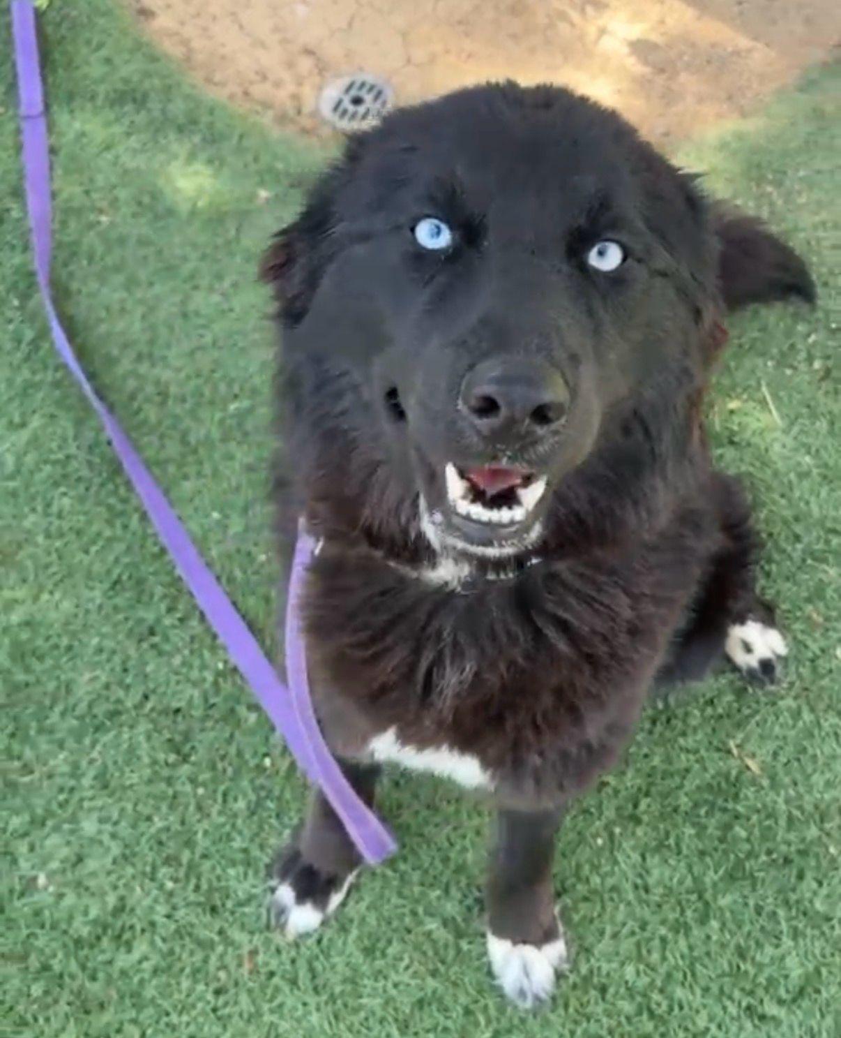Enlarge Khepri, a ADOPTABLE Border Collie in Los Angeles, CA image 1/6