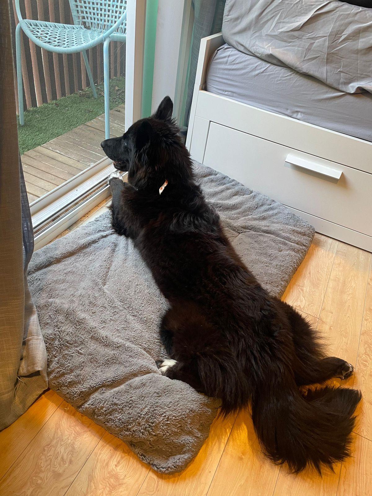 Enlarge Khepri, a ADOPTABLE Border Collie in Los Angeles, CA image 3/6