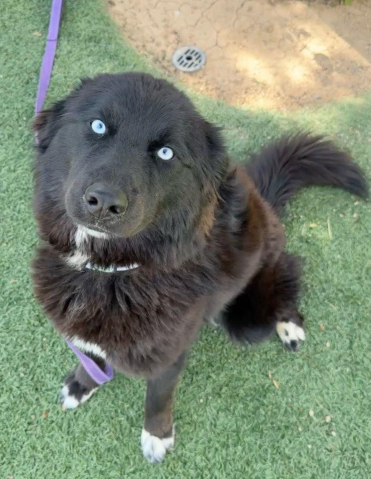 Enlarge Khepri, a ADOPTABLE Border Collie in Los Angeles, CA image 2/6