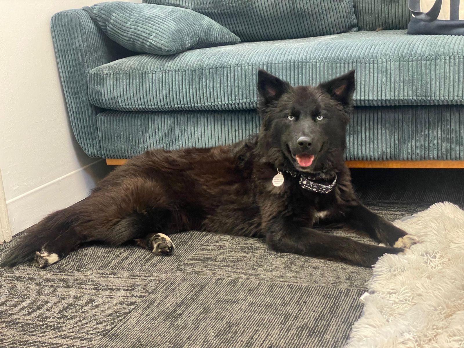 Enlarge Khepri, a ADOPTABLE Border Collie in Los Angeles, CA image 5/6