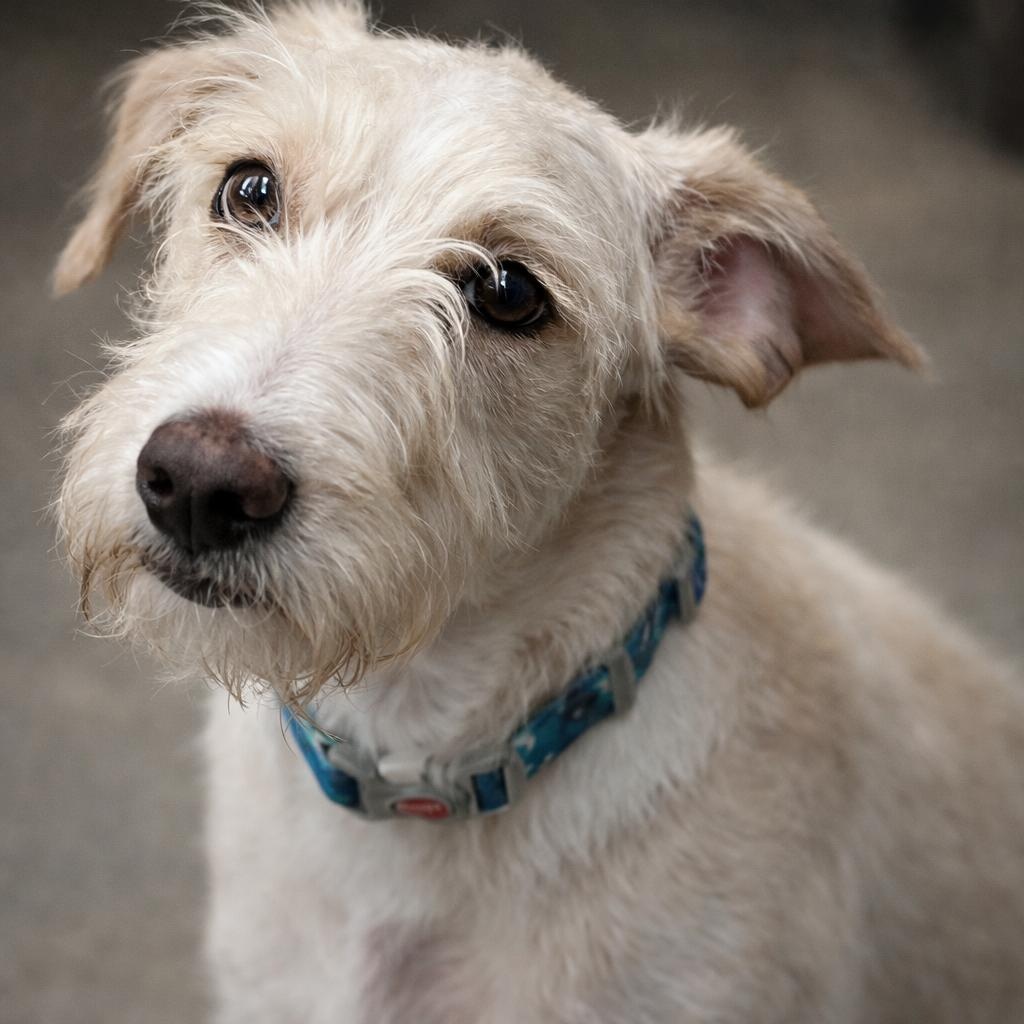 DEWEY, adopted, Young Male Mixed Breed.