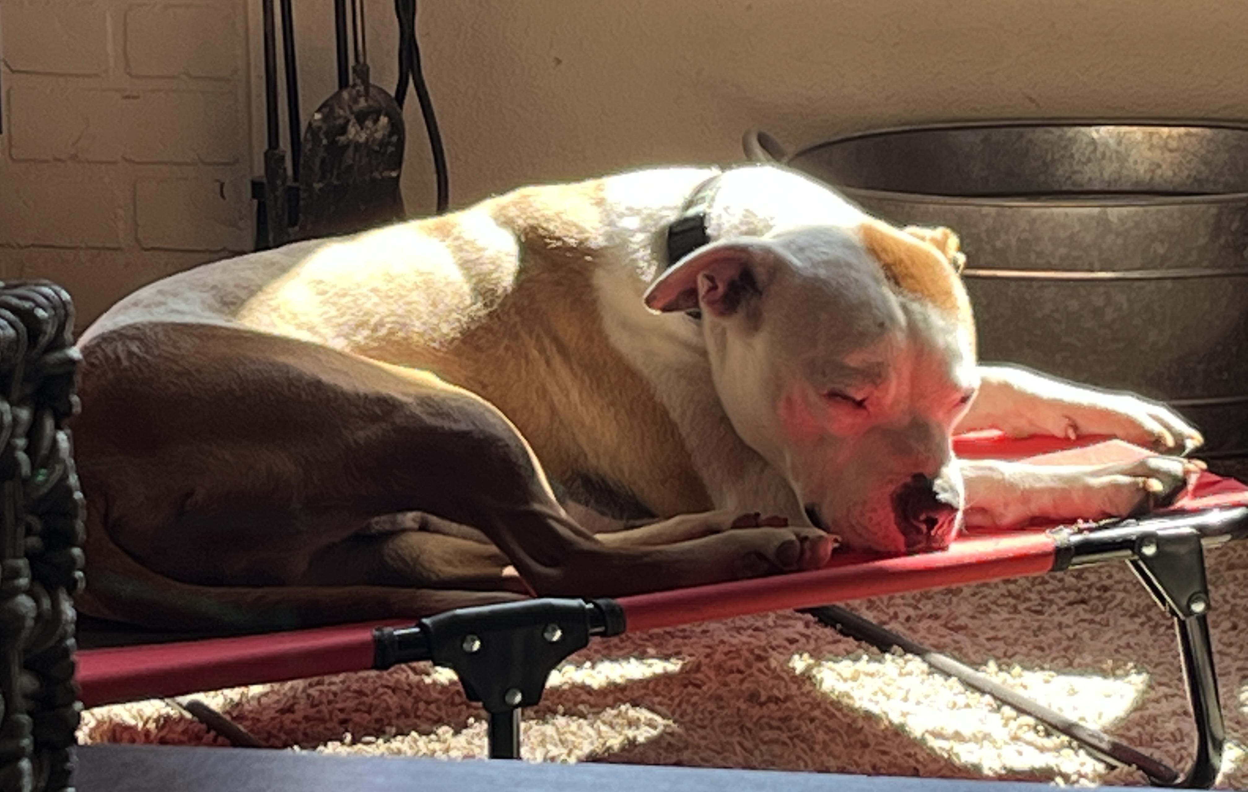Davey, an adoptable mixed breed in Junction City, OR image 2/6