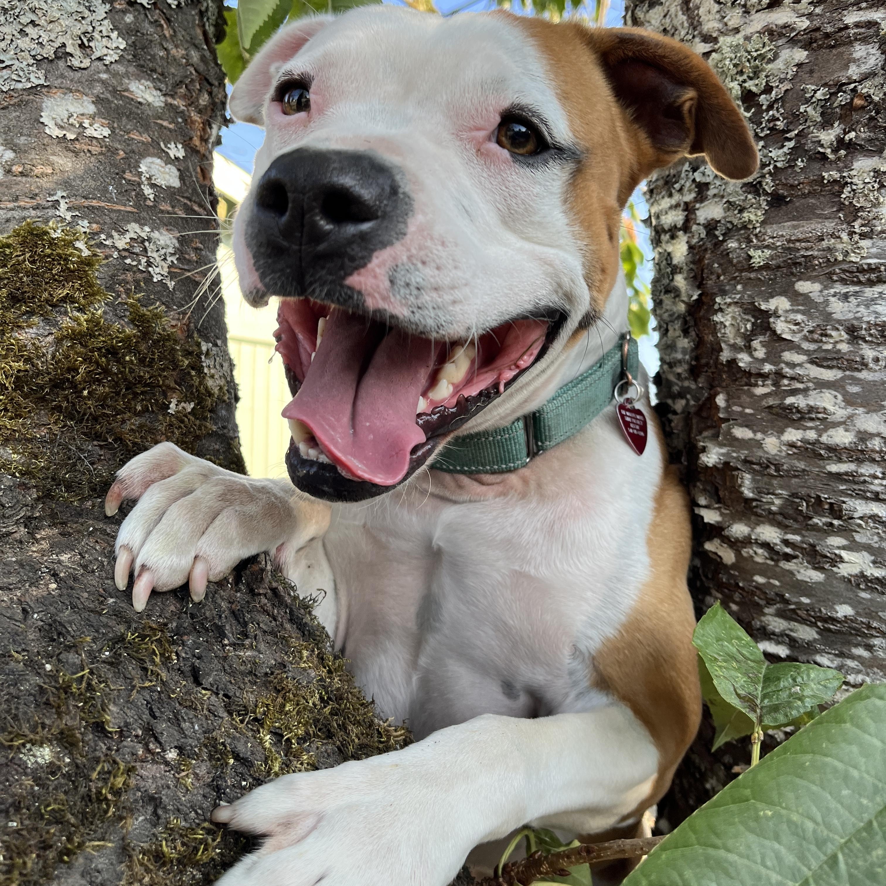 Davey, an adoptable mixed breed in Junction City, OR image 3/6