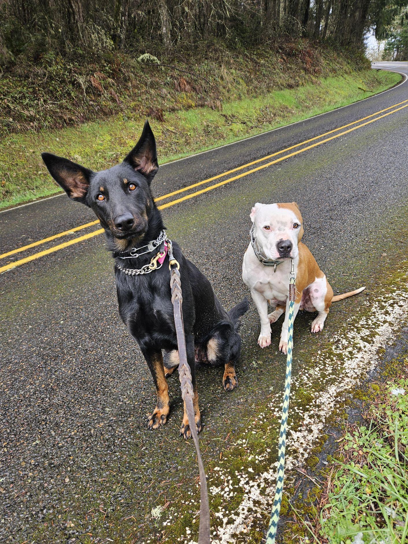 Davey, an adoptable mixed breed in Junction City, OR image 6/6