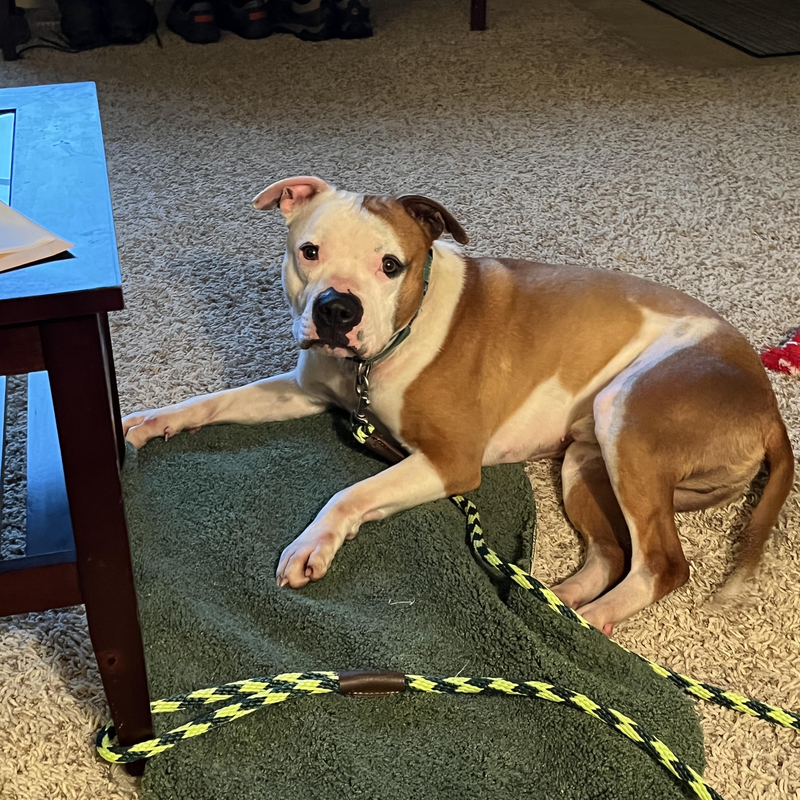 Davey, an adoptable mixed breed in Junction City, OR image 1/6