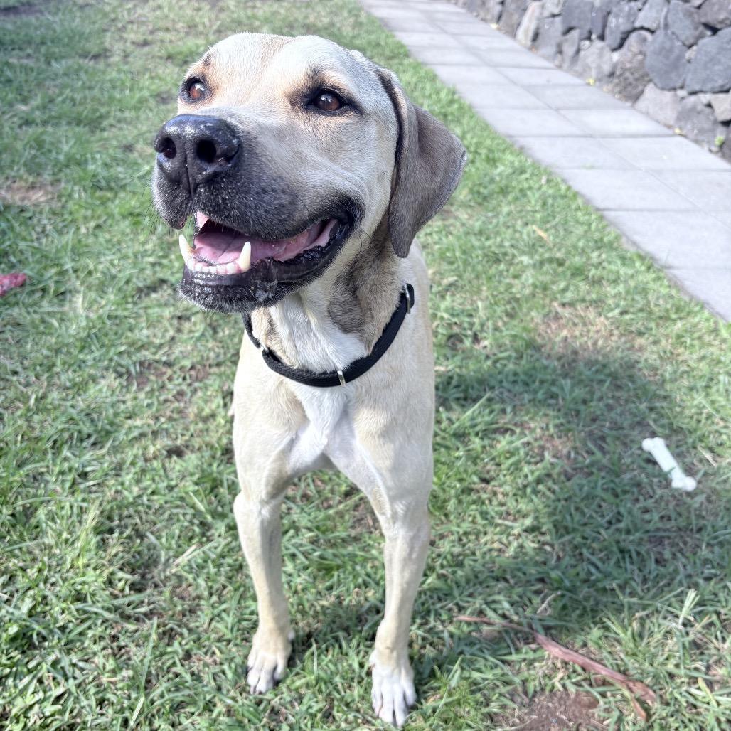 Liam: Airstray thumbnail 2