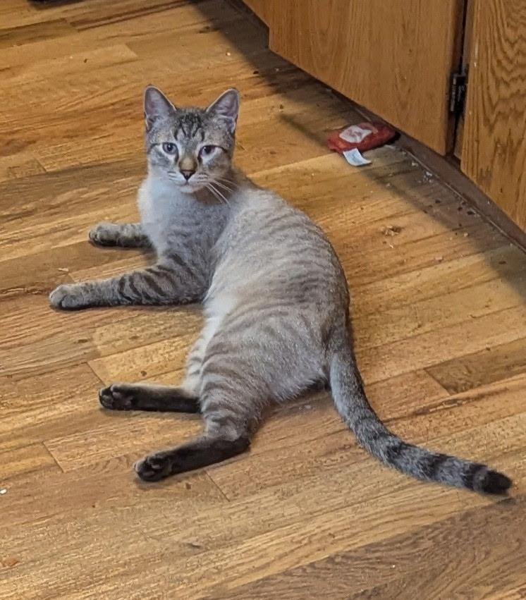 Enlarge Sobek, a ADOPTABLE mixed breed in Pasco, WA image 1/1