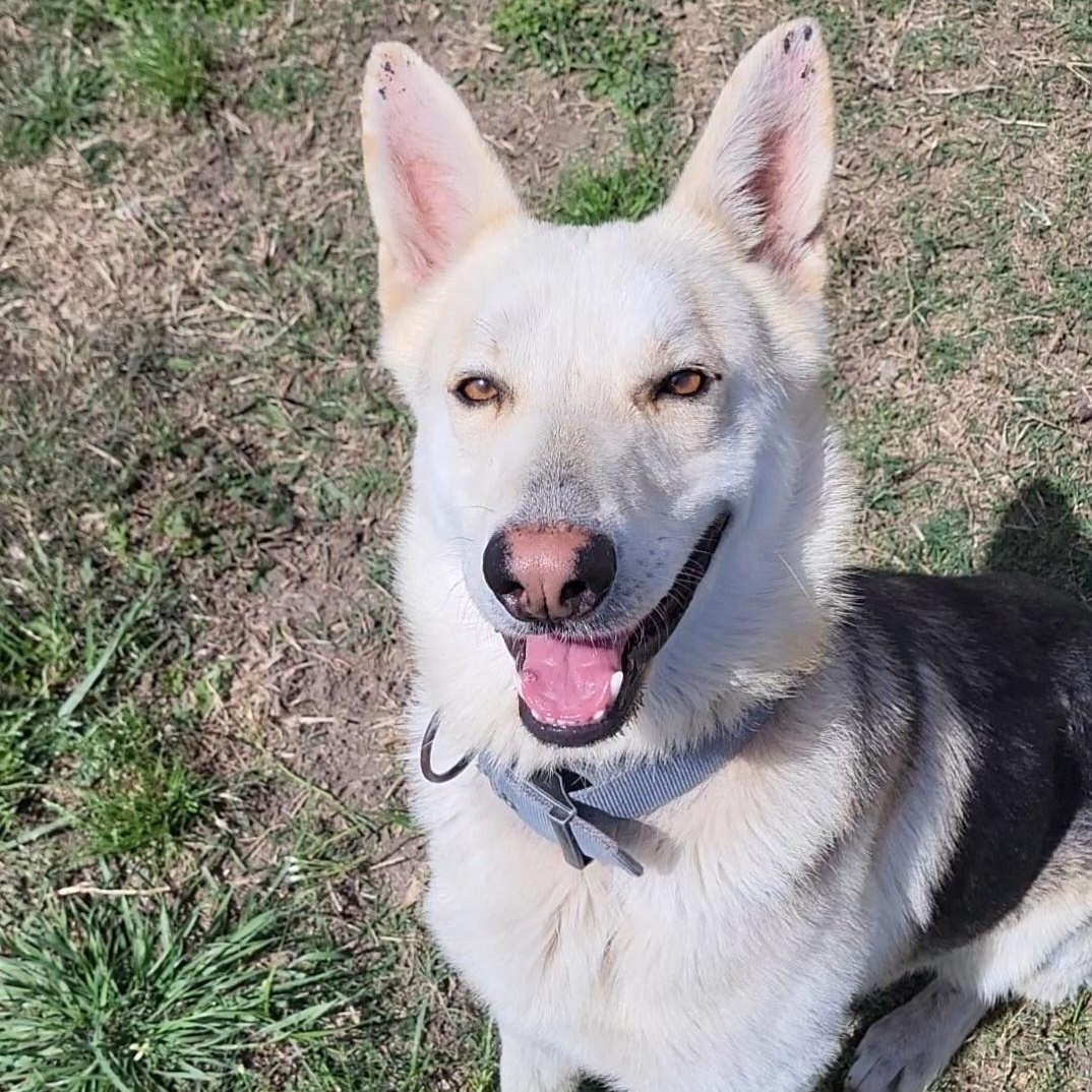 Richardson, ADOPTABLE, Adult Male German Shepherd Dog.