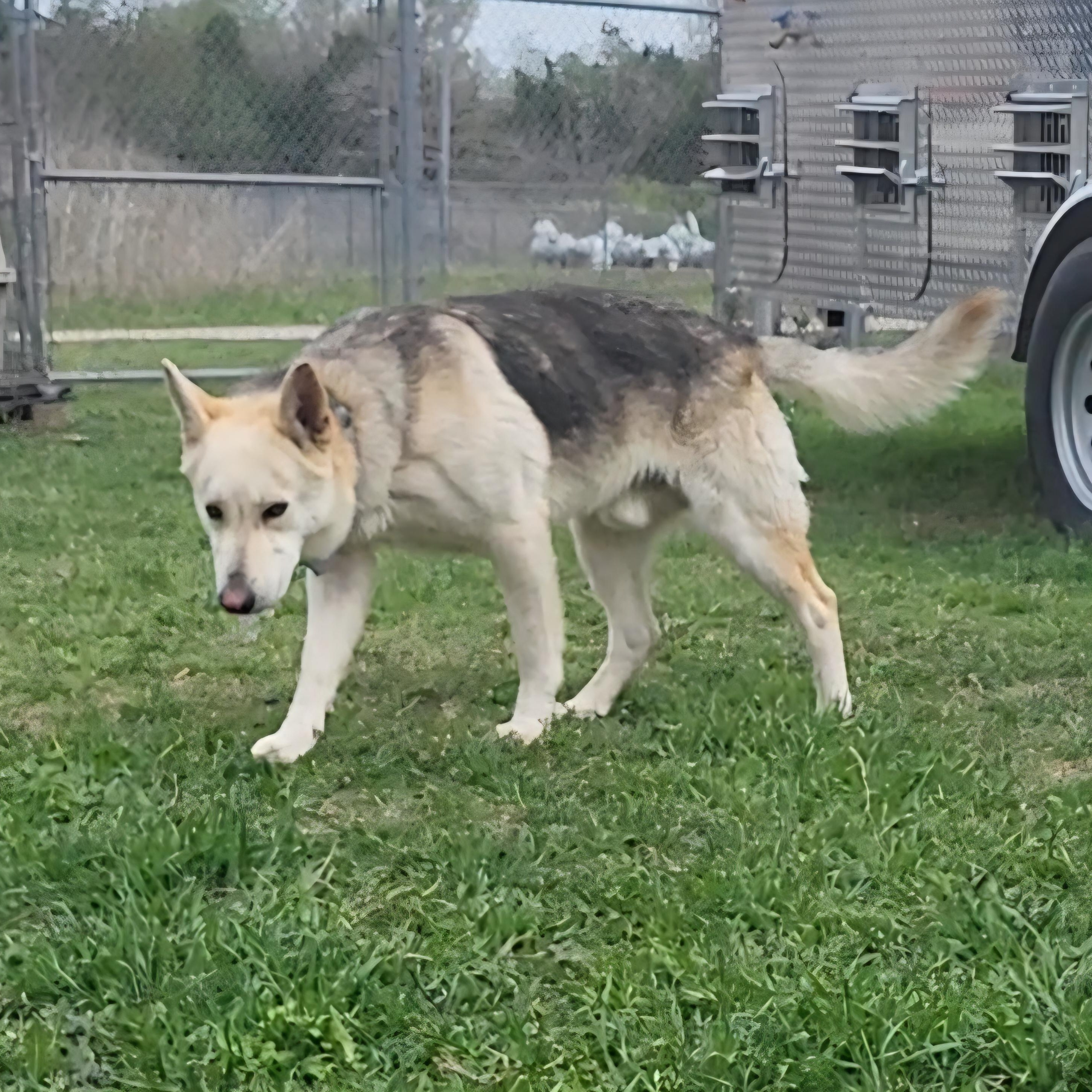Richardson, a ADOPTABLE mixed breed in Rockdale, TX image 2/2