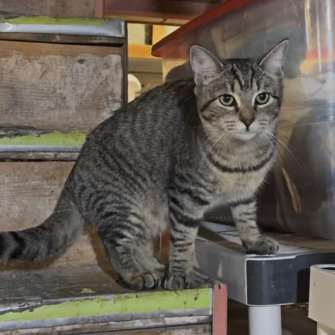 Simone, Adoptable, Young Female Tabby & Domestic Short Hair.