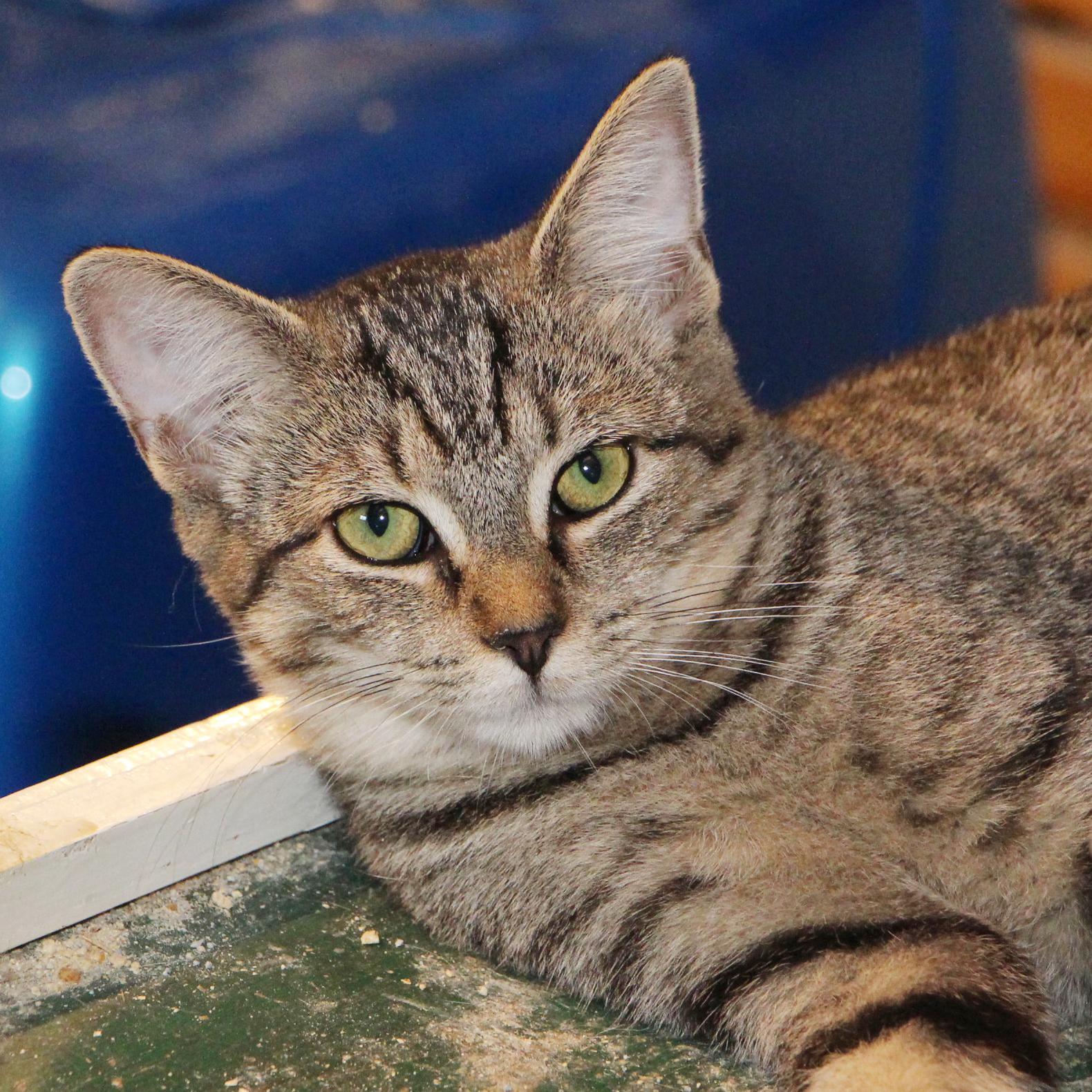 Simone the social butterfly, Adoptable, Young Female Tabby & Domestic Short Hair.
