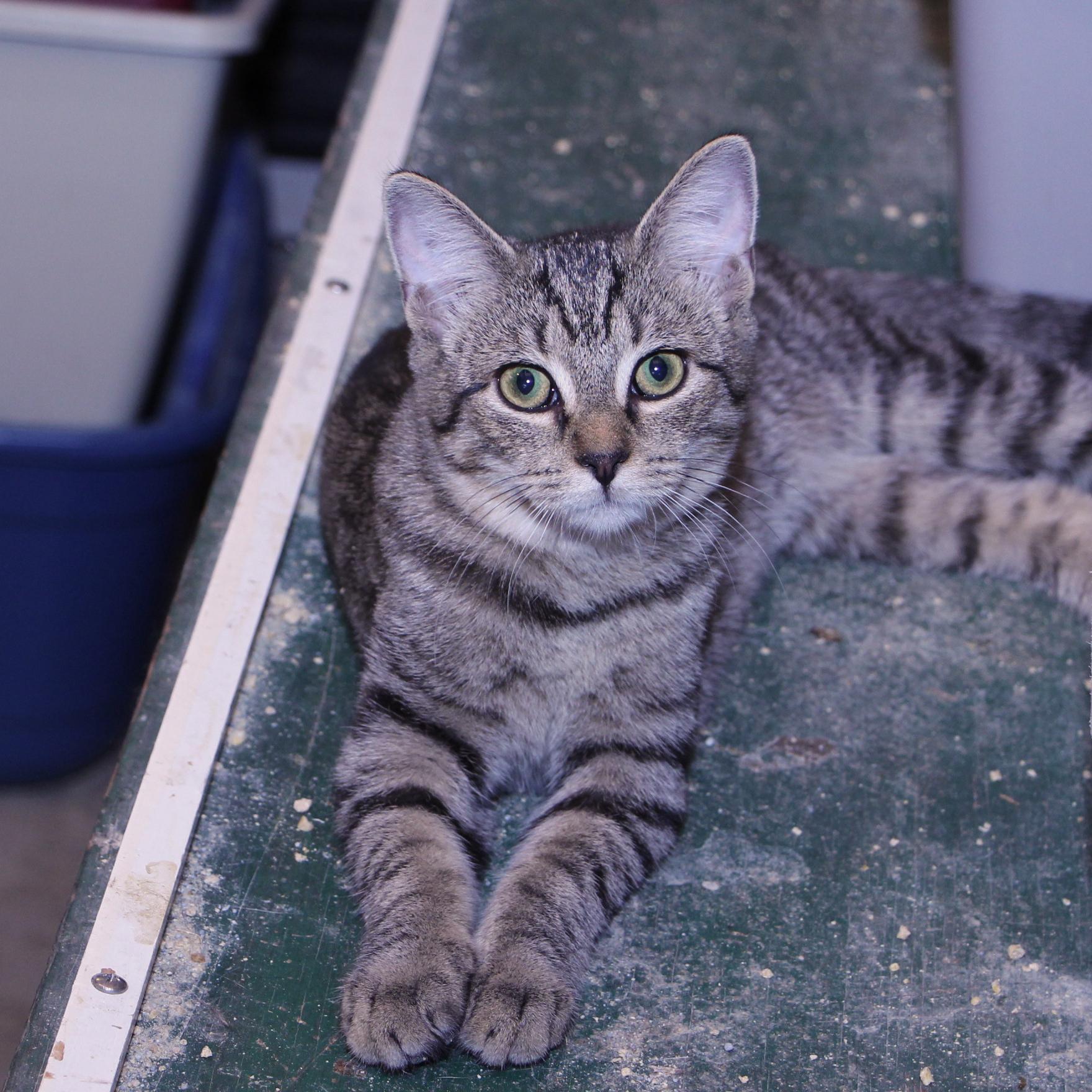 Enlarge Simone, a Adoptable mixed breed in Harrisburg, PA image 4/6