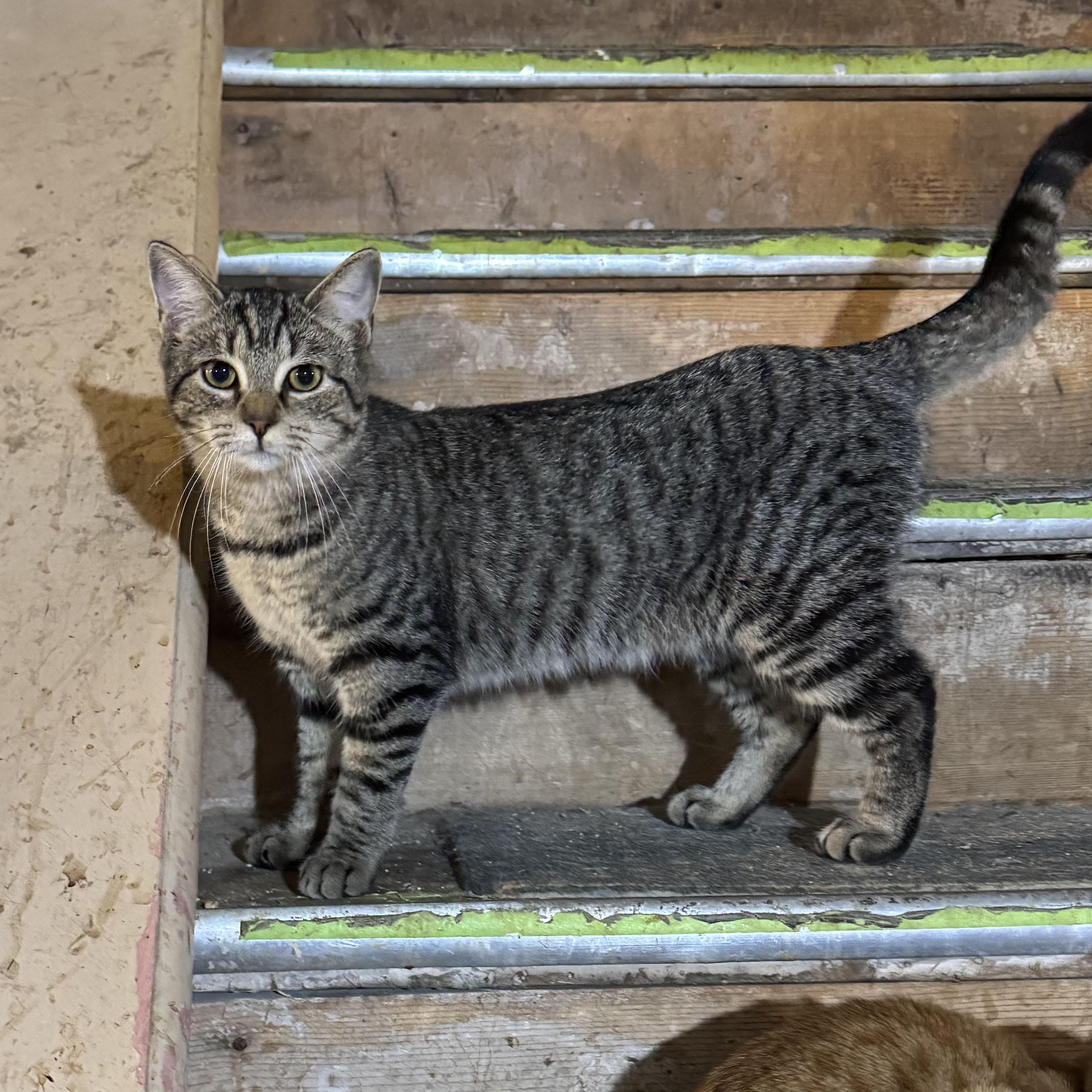 Enlarge Simone, a Adoptable mixed breed in Harrisburg, PA image 3/6